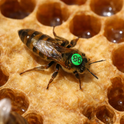 ELGON do wyboru NU lub UN